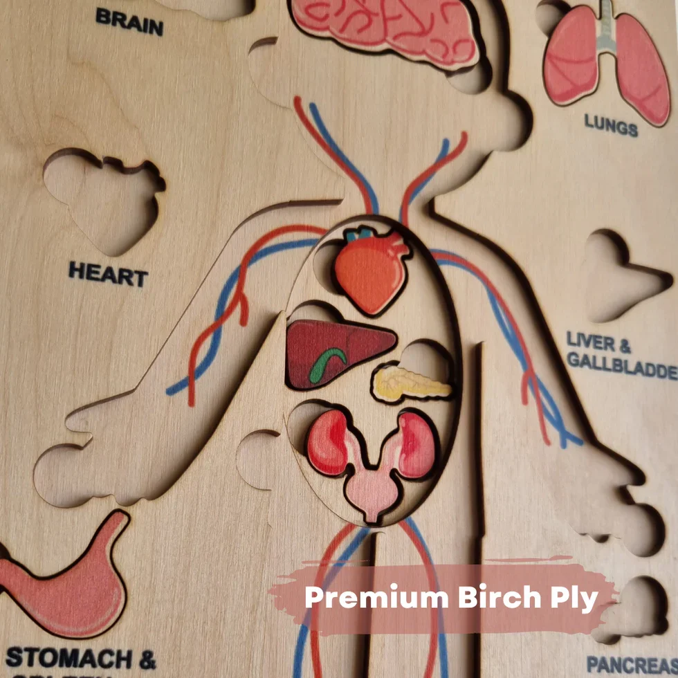 Human Body | Internal Organs Wooden Puzzle - Image 4