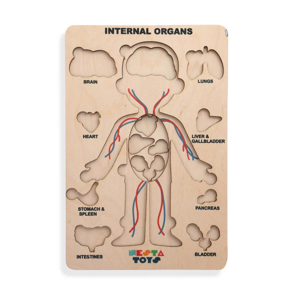 Human Body | Internal Organs Wooden Puzzle - Image 7