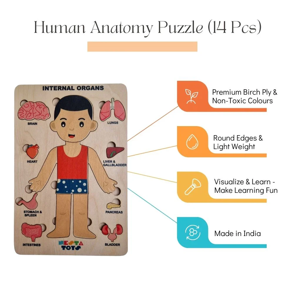 Human Body | Internal Organs Wooden Puzzle - Image 8