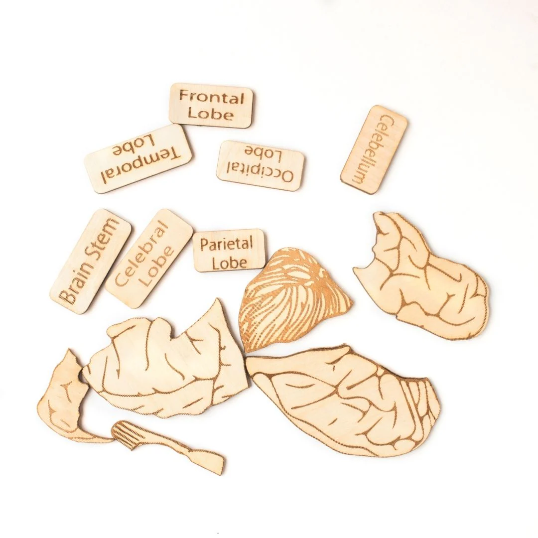 Human Brain Anatomy Puzzle | DIY Coloring Activity (13 Pieces) - Image 3