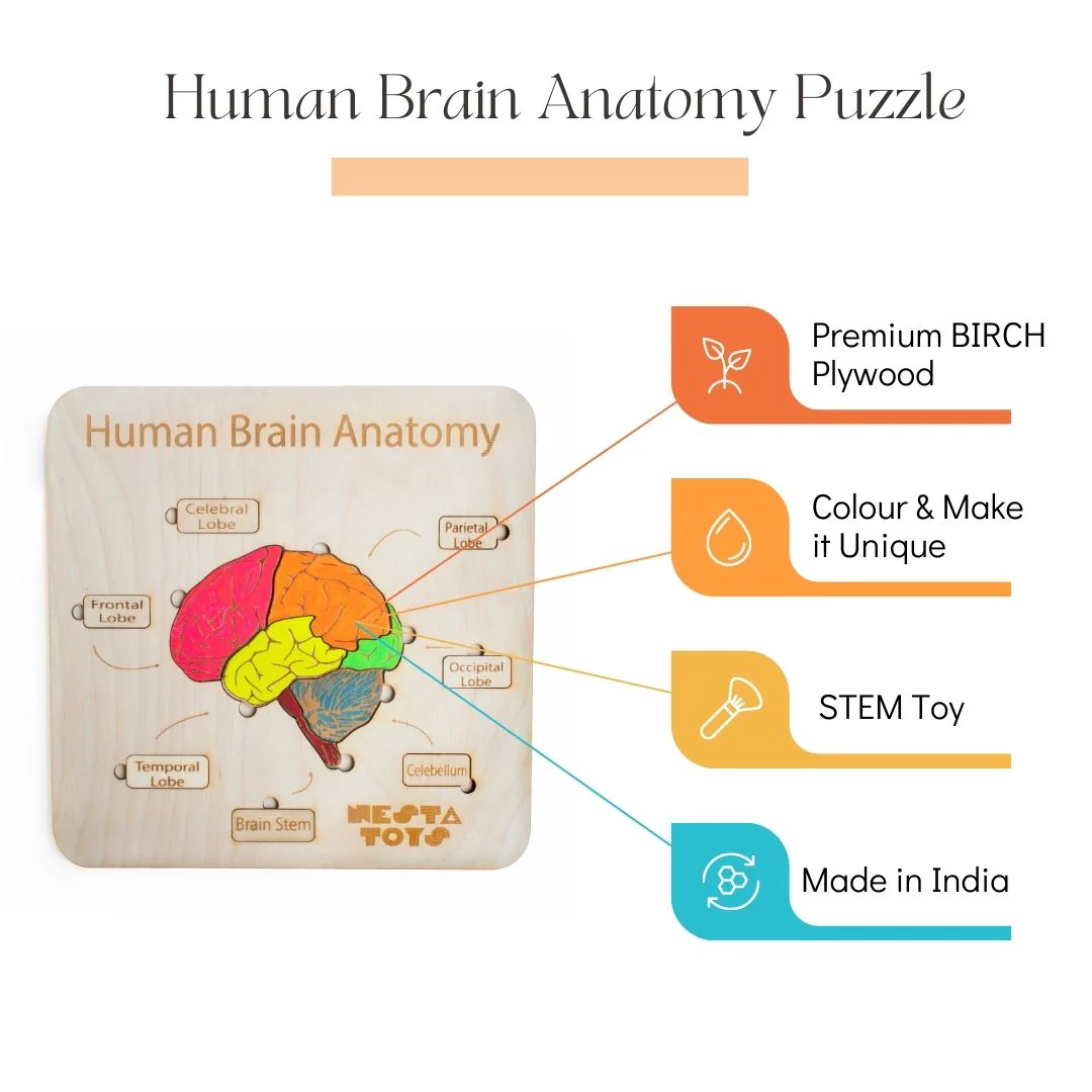 Human Brain Anatomy Puzzle | DIY Coloring Activity (13 Pieces) - Image 4