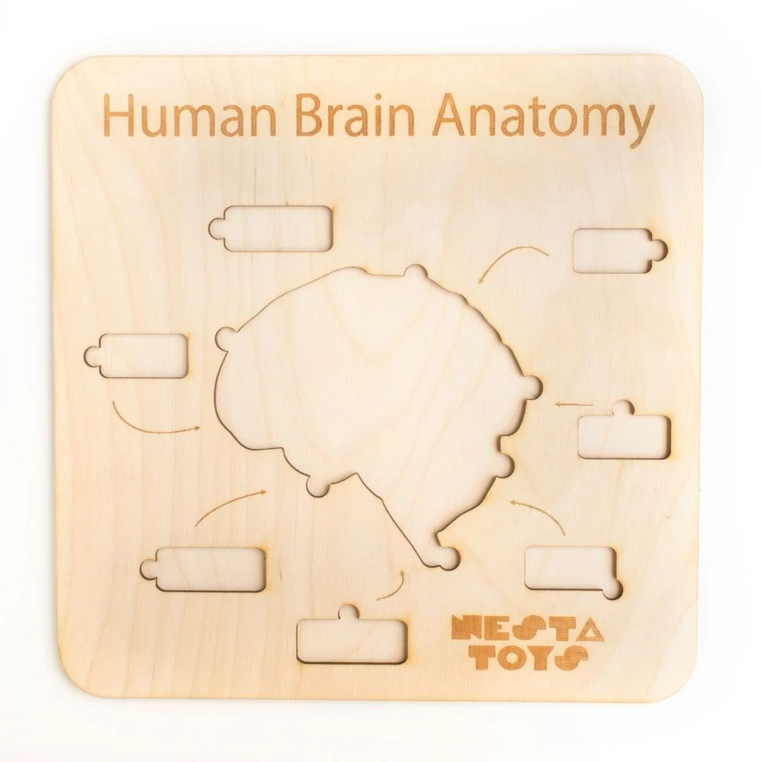 Human Brain Anatomy Puzzle | DIY Coloring Activity (13 Pieces) - Image 5